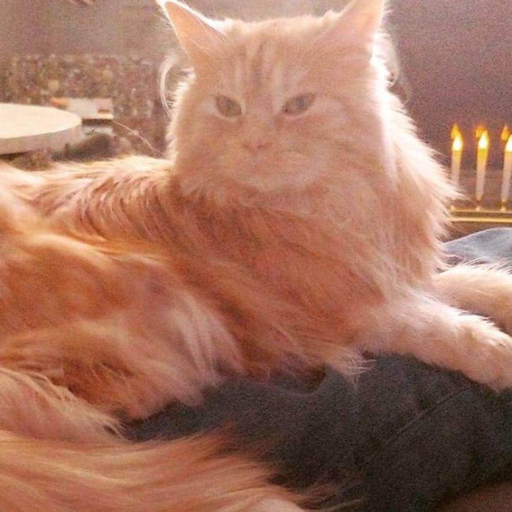 Meet your Posher, Maggie
